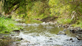 Carolyn Lunt, Merri Creek